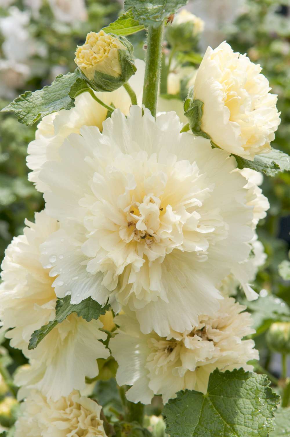 Stokrose 'Spring Celebrities Lemon'